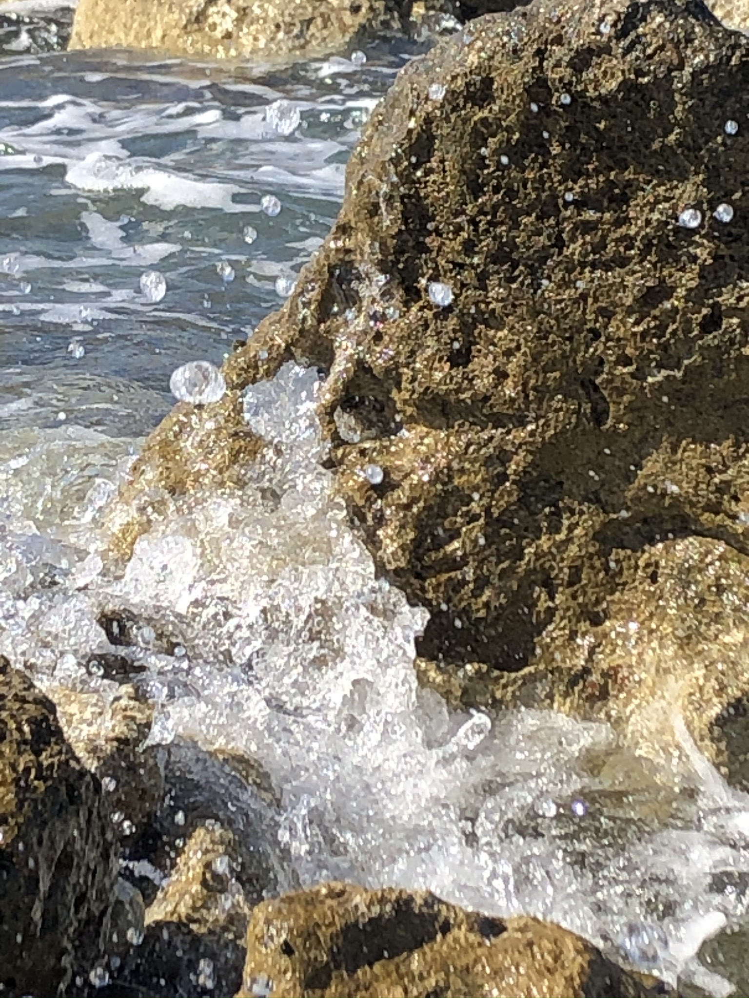 IMG_3558.JPEG