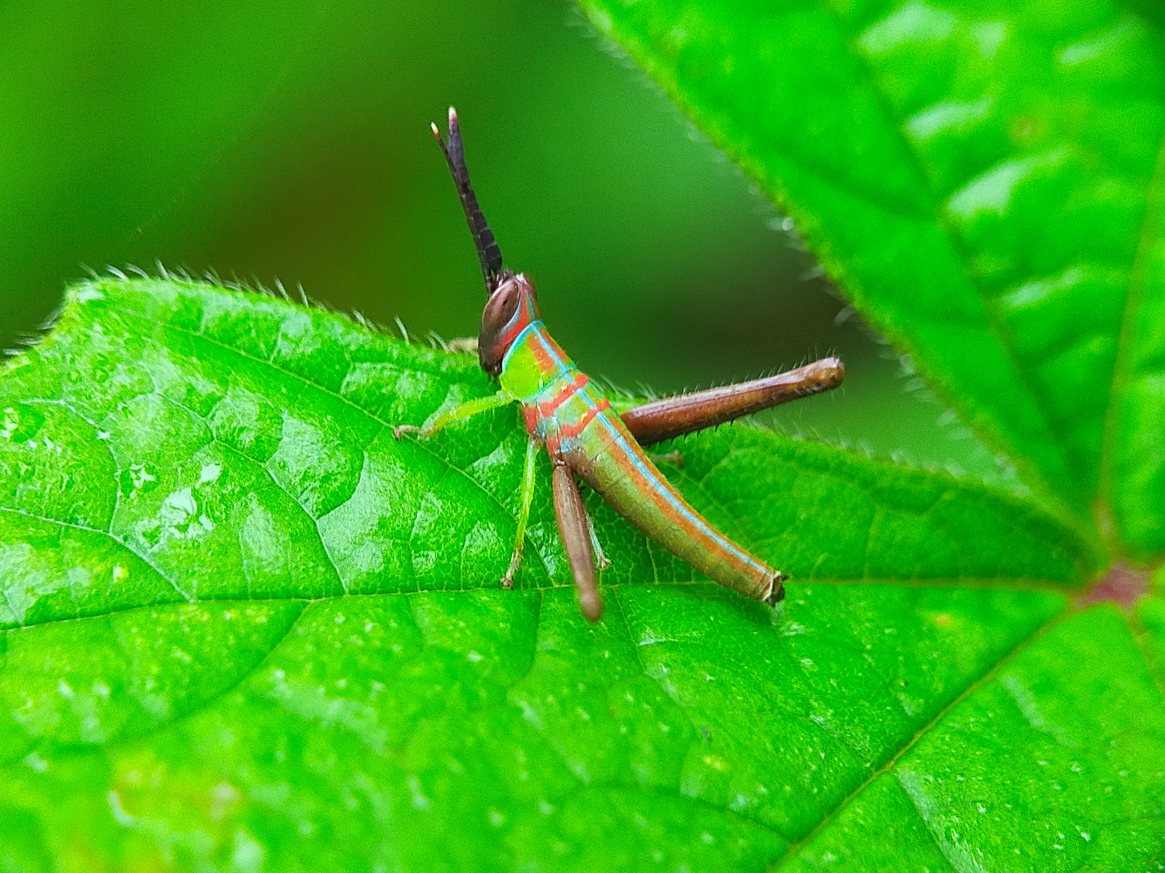 Grasshopper Color (25).jpg