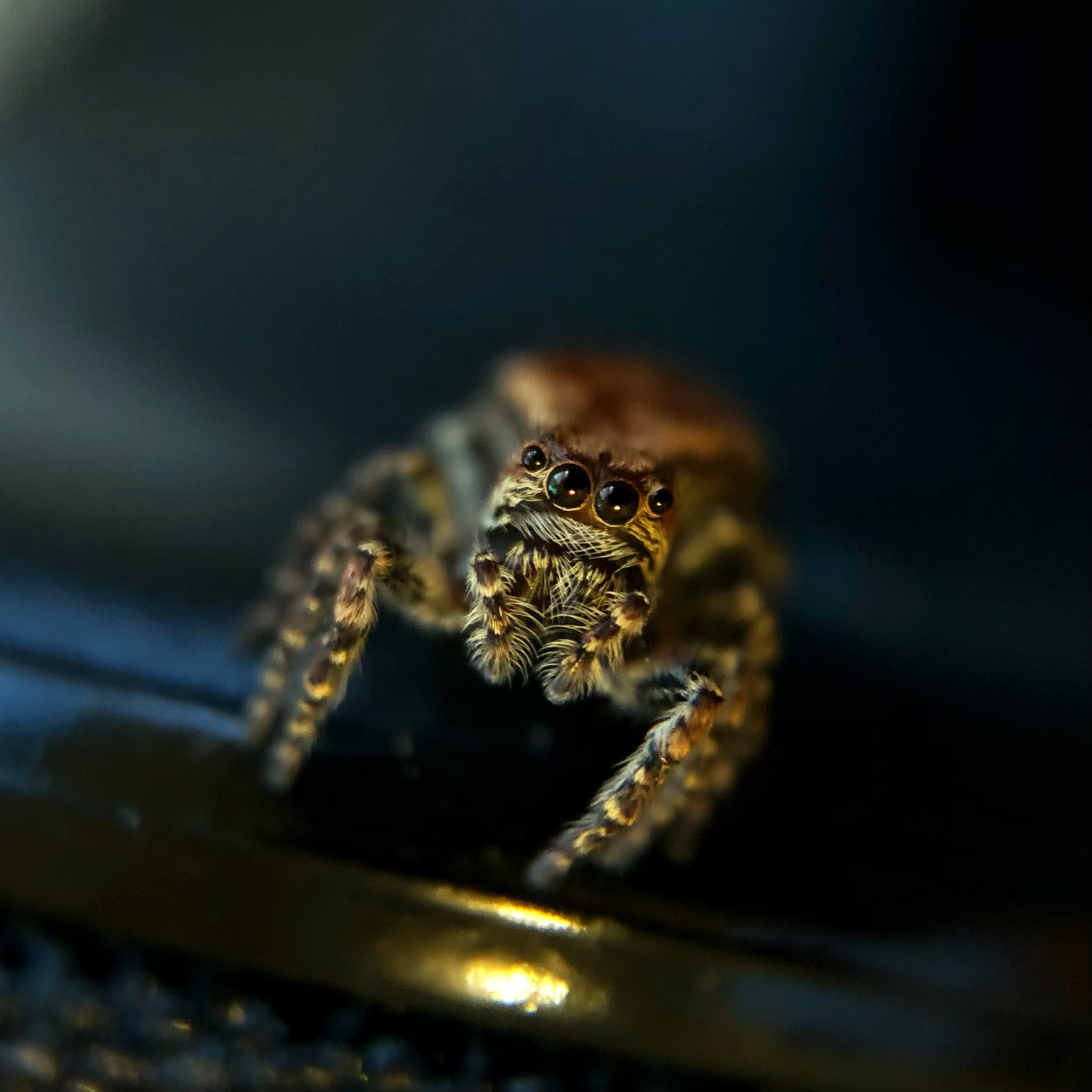 Sevaea sp jumping spider looking at me
