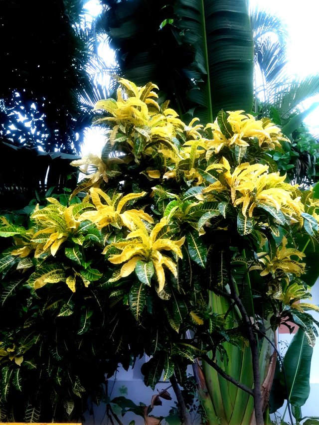 Croton plants flower 2.jpg