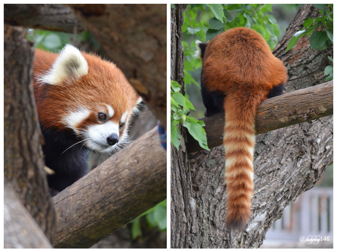 edmonton zoo red panda (2).jpg