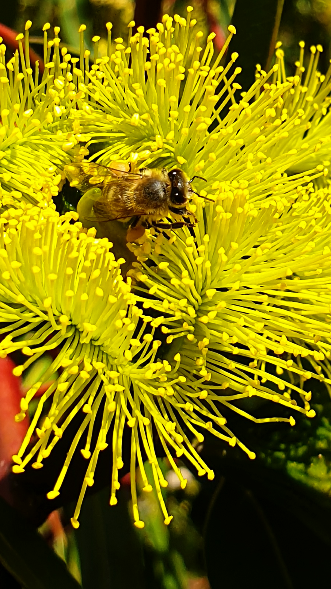 Beautiful Australian Native Tree at a Water Treatment Plant with European Honey Bee