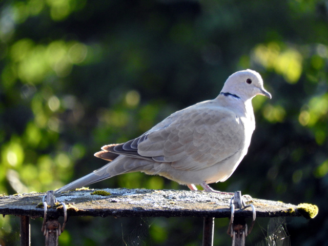 Dove