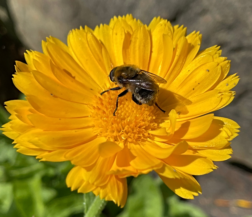 bee (2).jpg