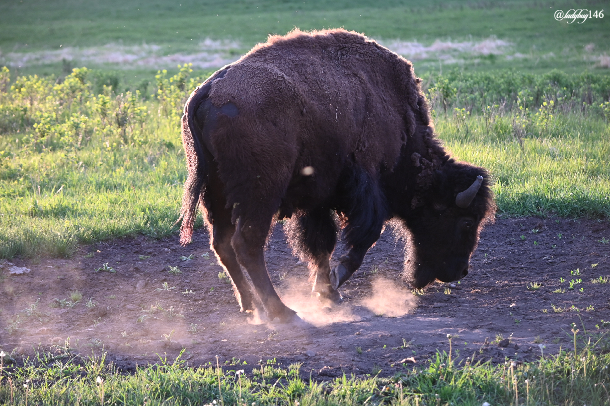 bison (32).jpg