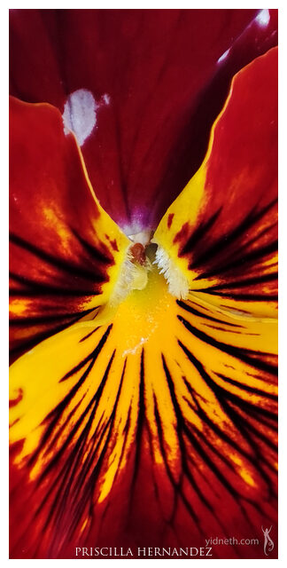 firepansy -640- by Priscilla Hernandez.jpg