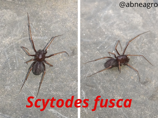 Scytodes fusca (1).png