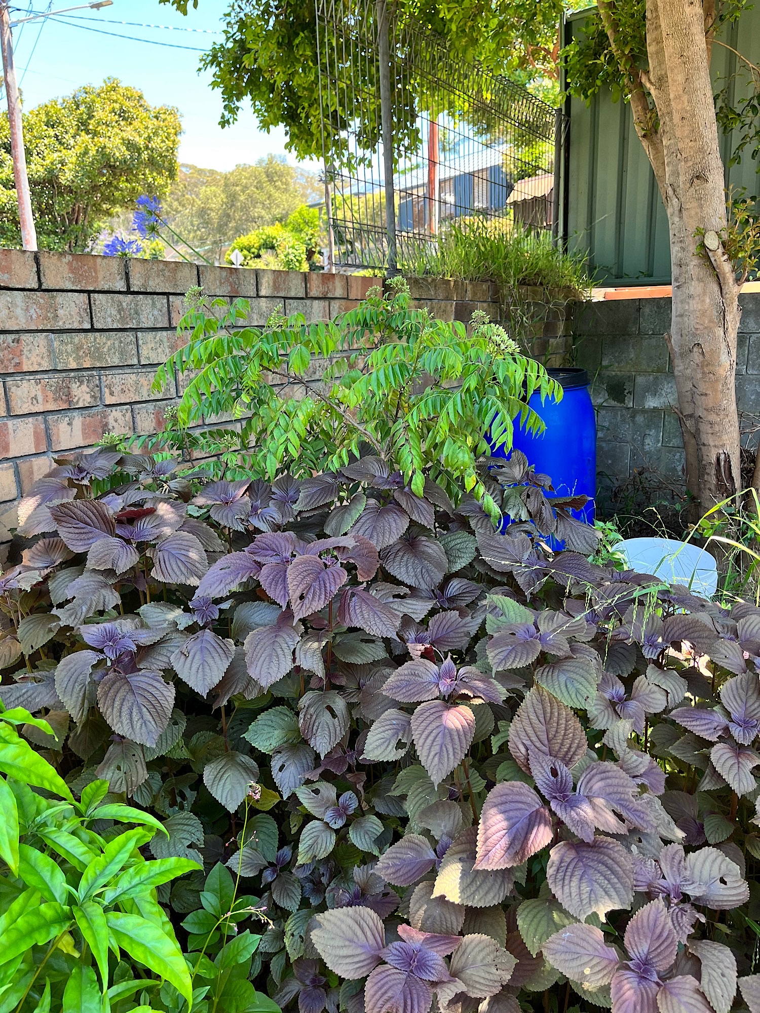 Curry plant and purple perilla