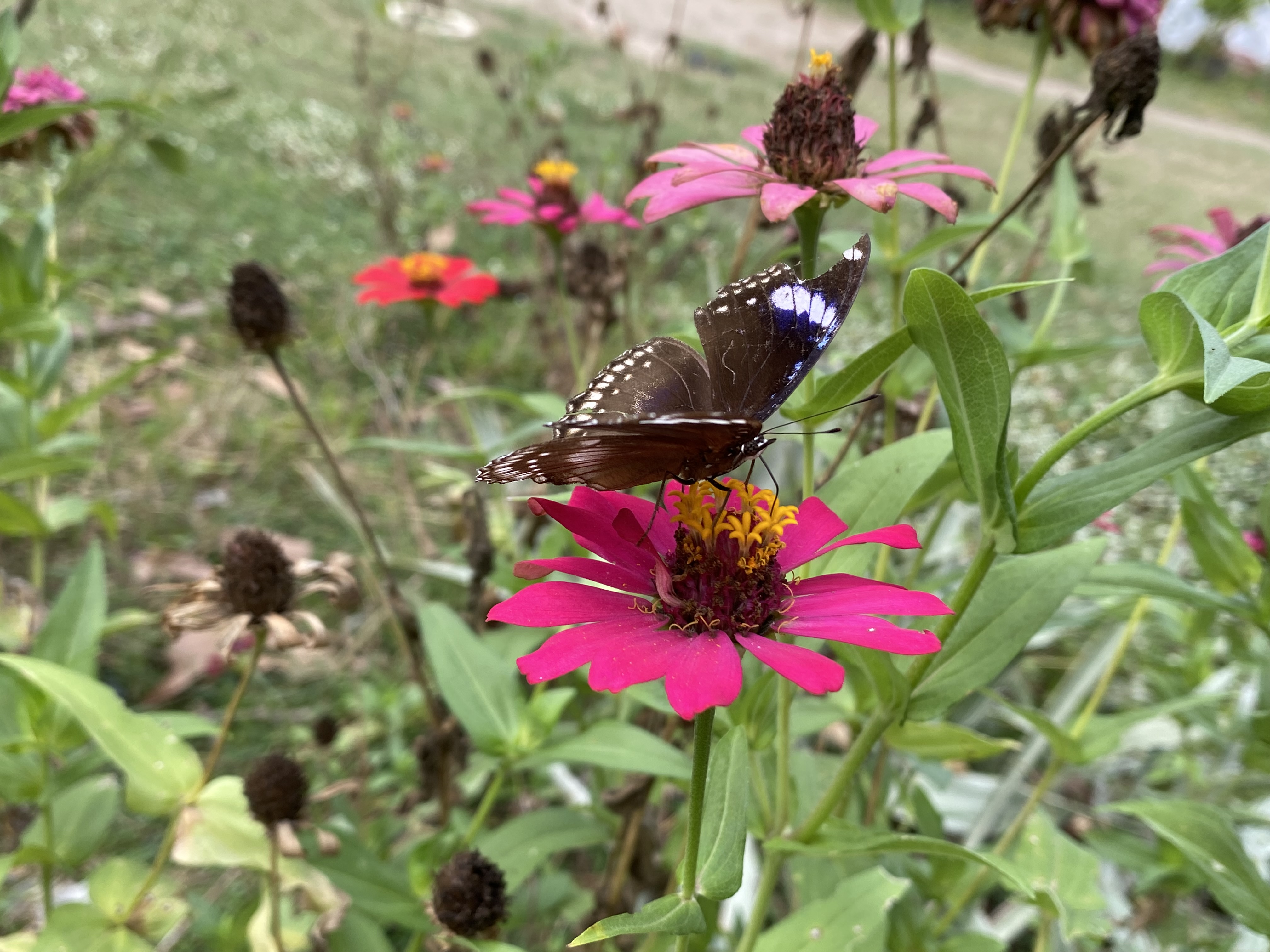 IMG_3843.jpeg