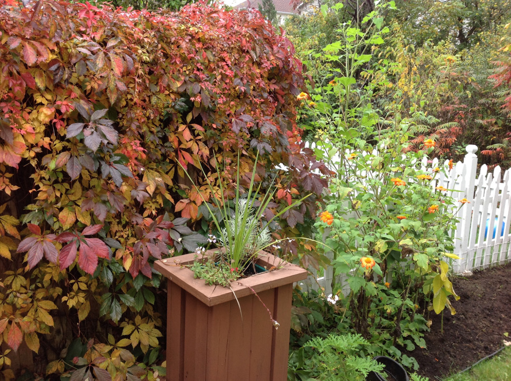 orange vines and flowers.JPG