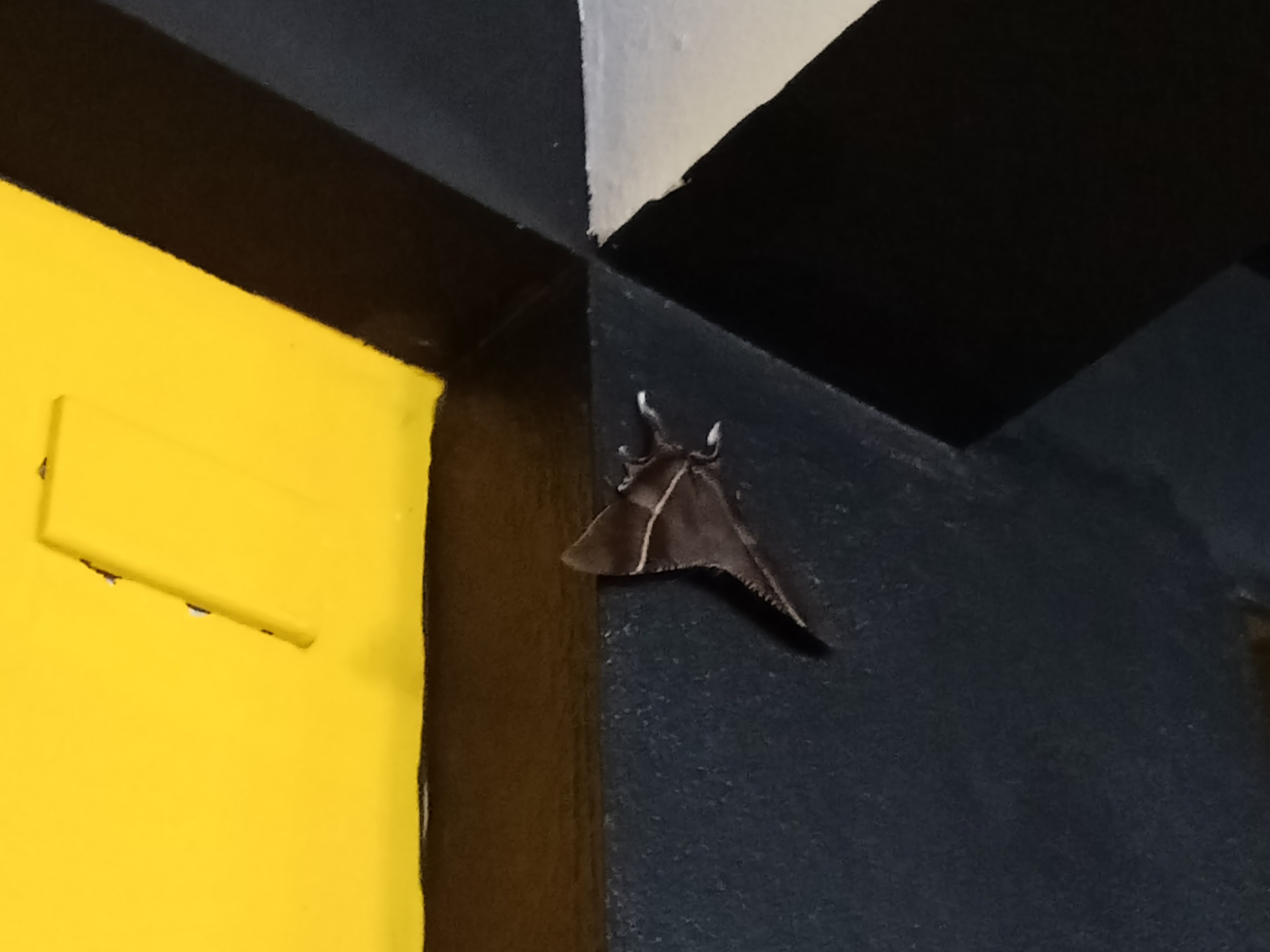 moth center.JPG