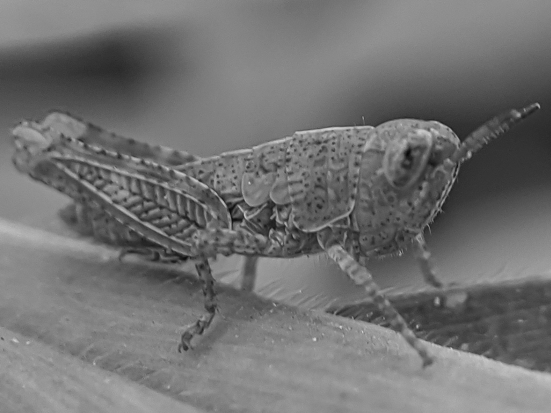grasshopper (5).jpg