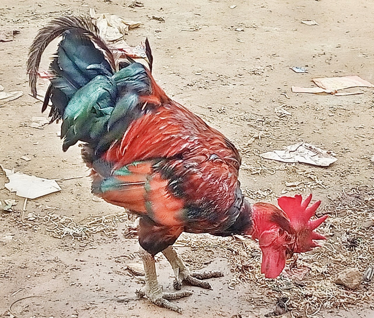 Gallus gallus.