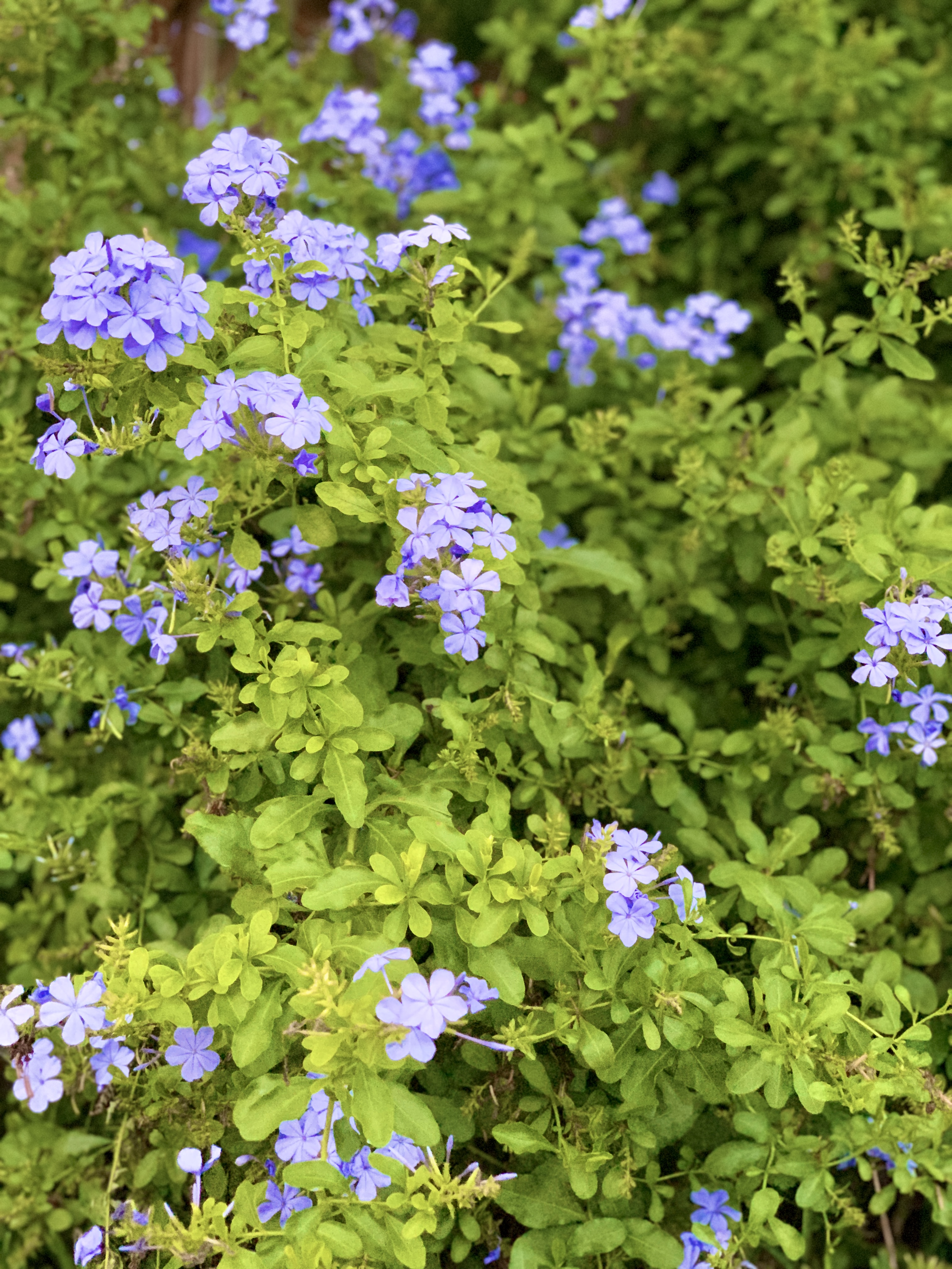 blueish purple flowers.jpg