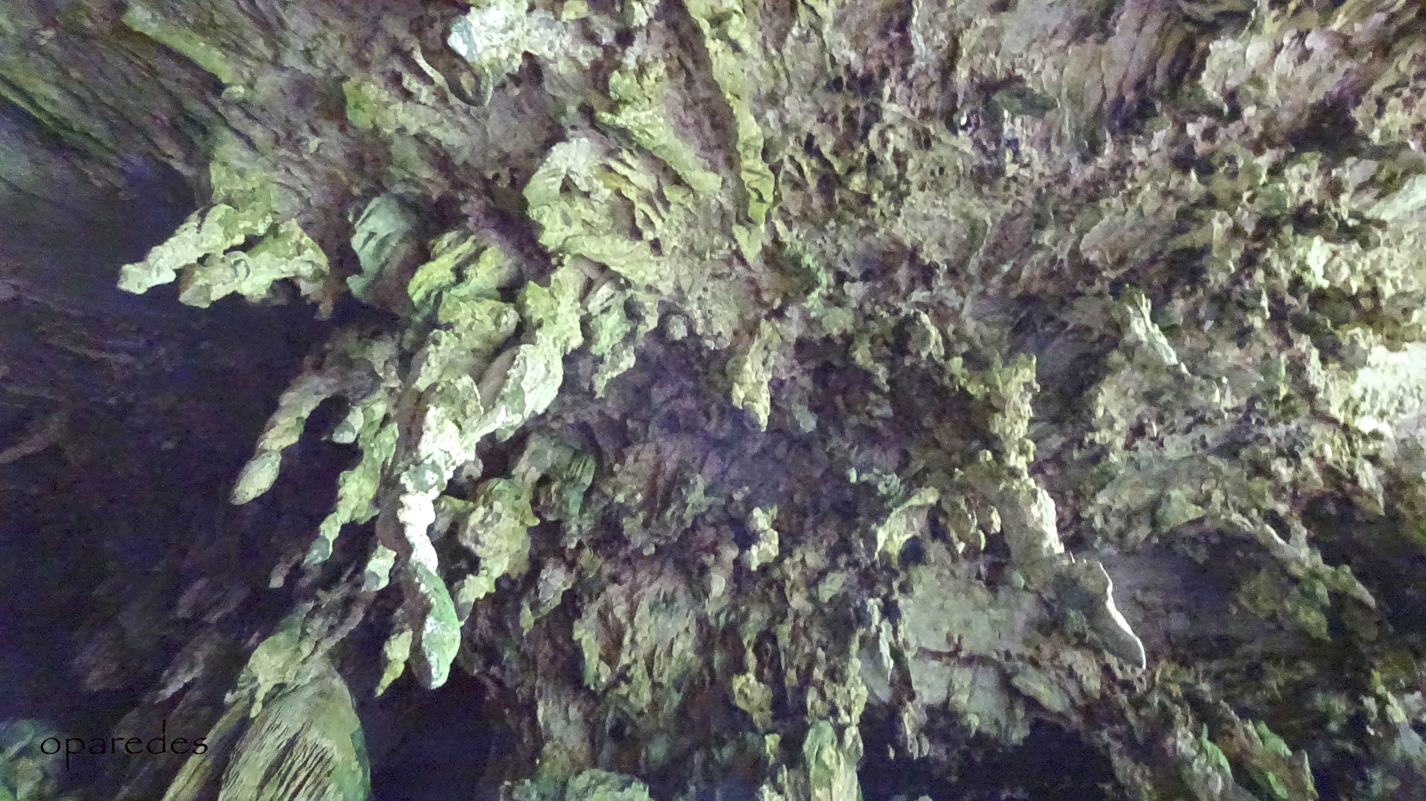 cuevas del guacharo (7).JPG