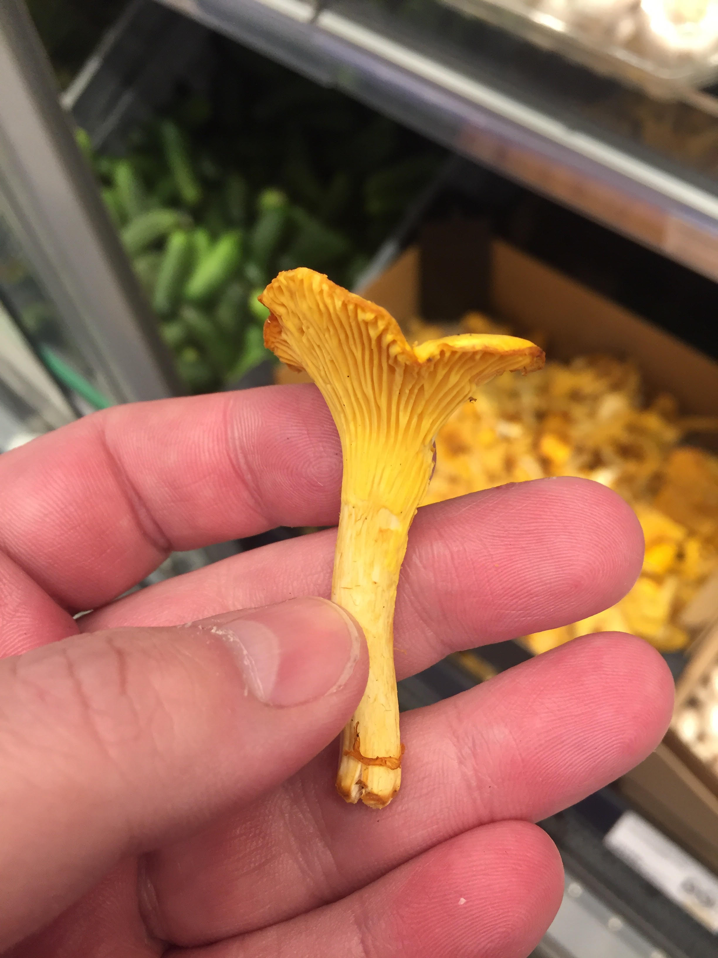  "Gold.jpg"