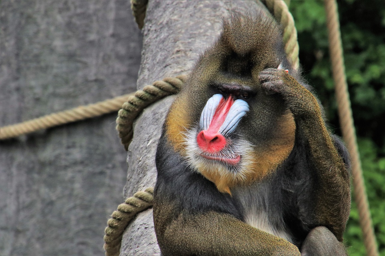 baboon-3656997_1280.jpg