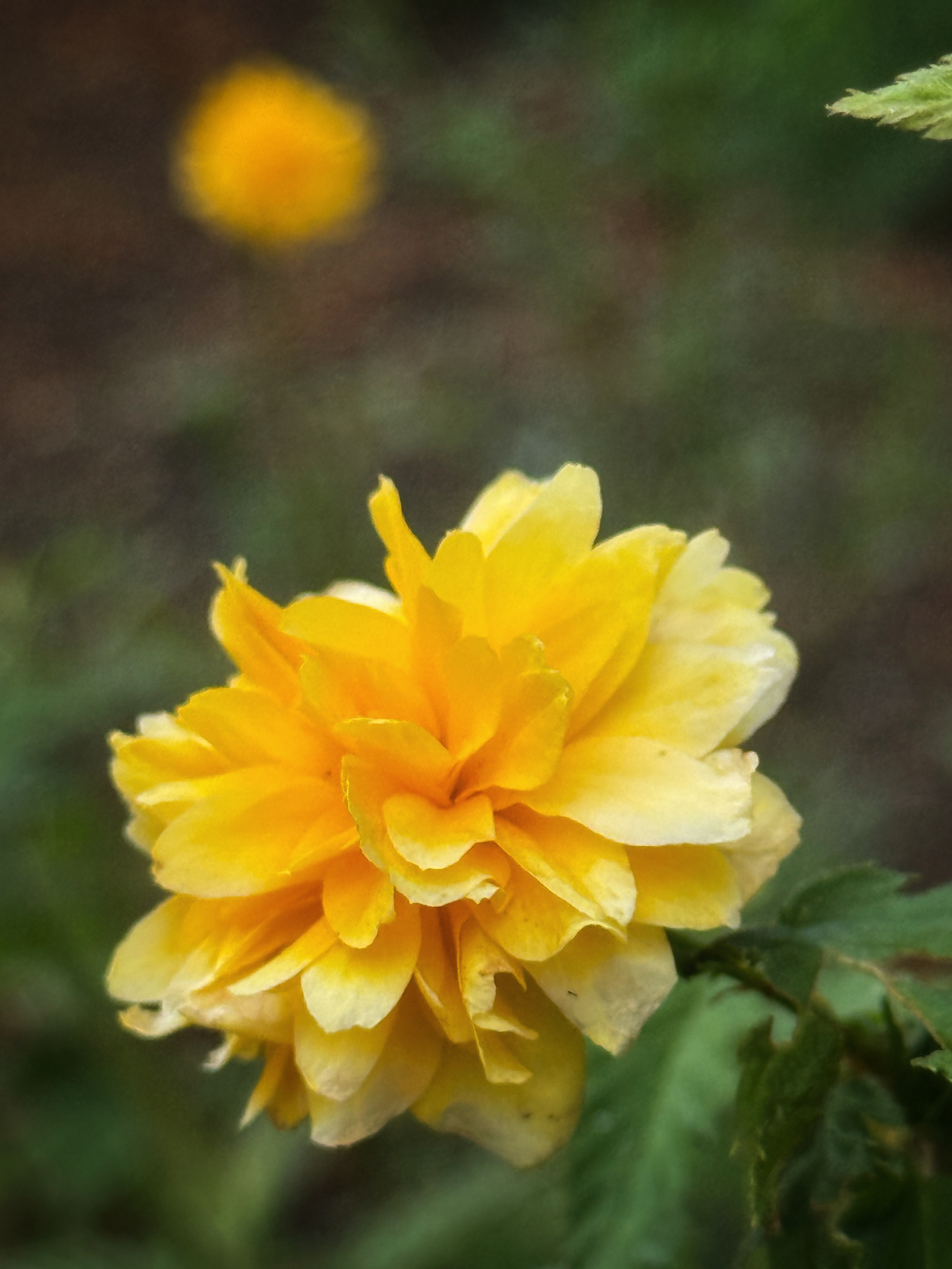 IMG_2613.jpeg