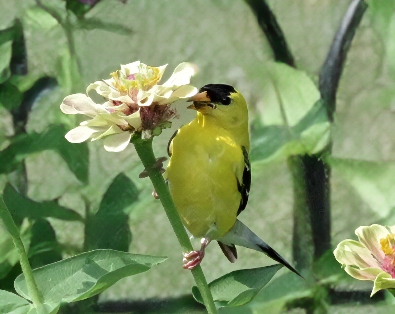 feathered-friends-goldfinch-1.jpg