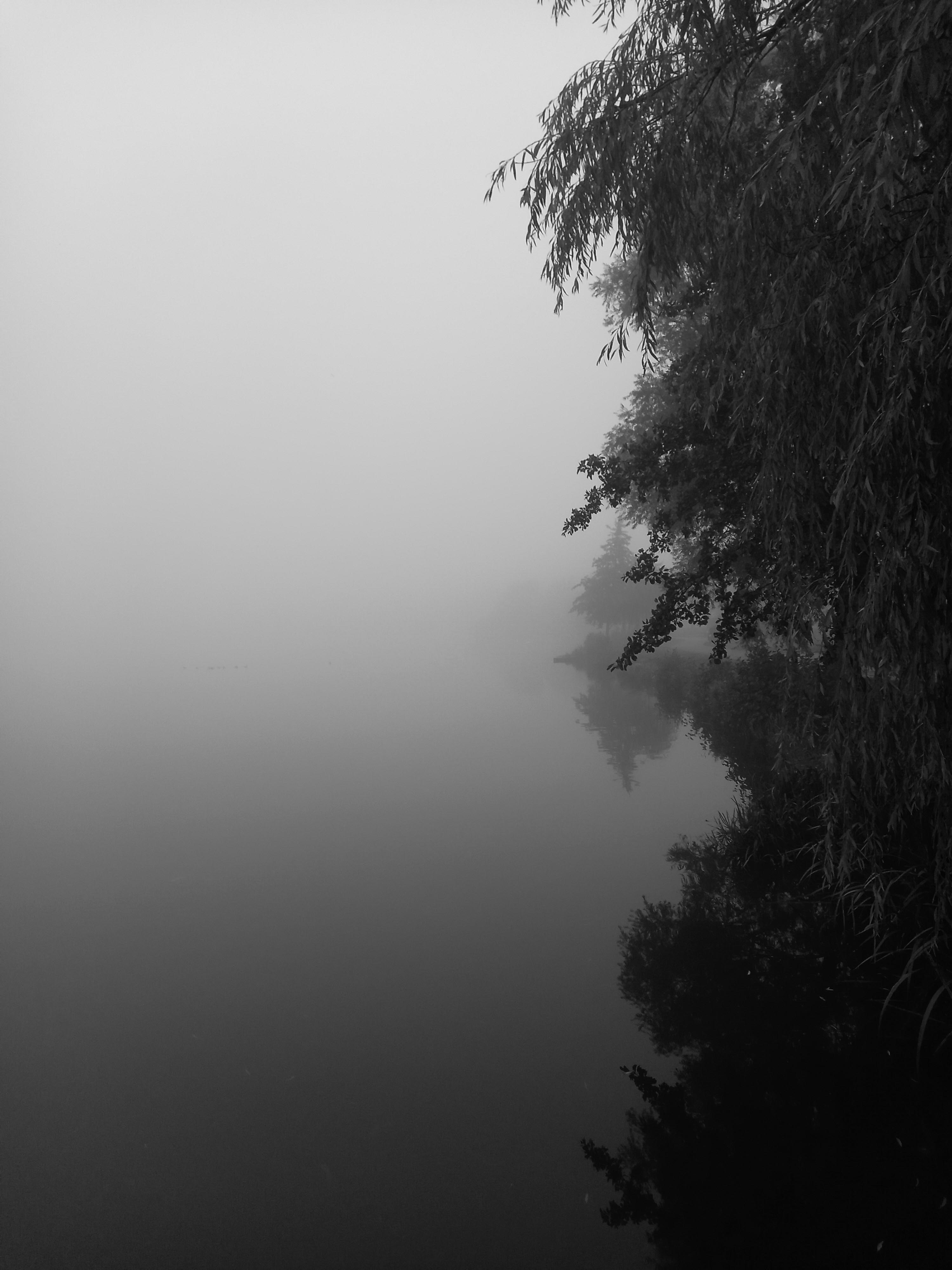 FOG6.jpg