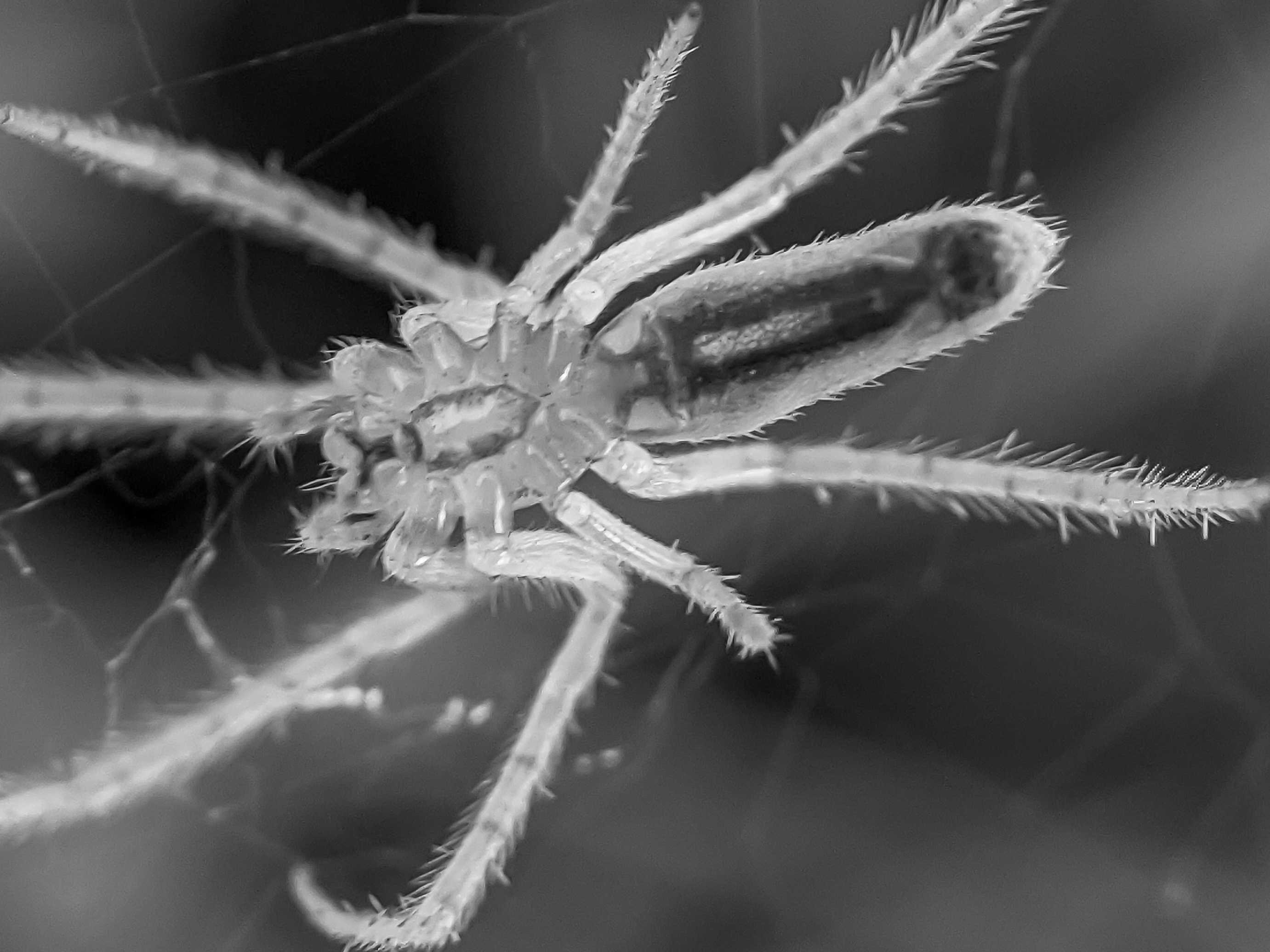spider (12).jpg