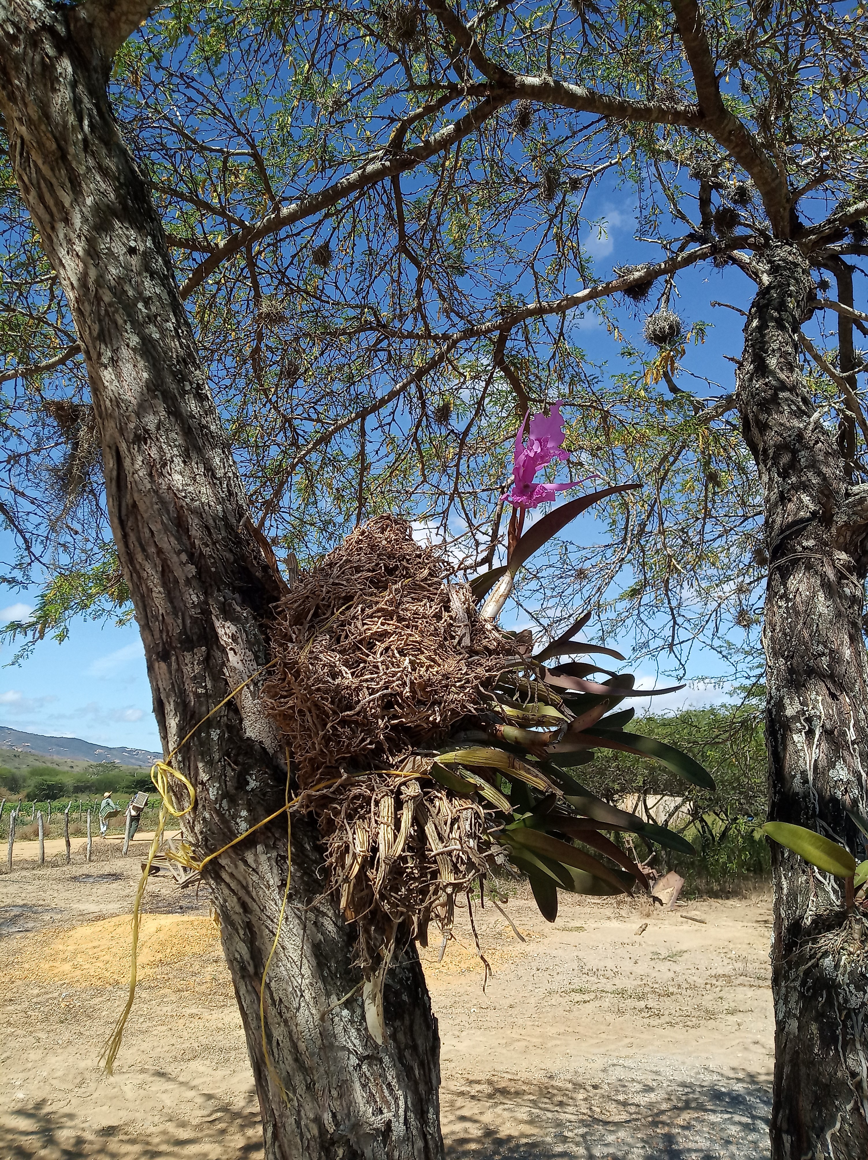 Presencia de lirios de agua en lagunas artificiales ubicadas en el caserío  Usera, Edo. Lara. — Hive