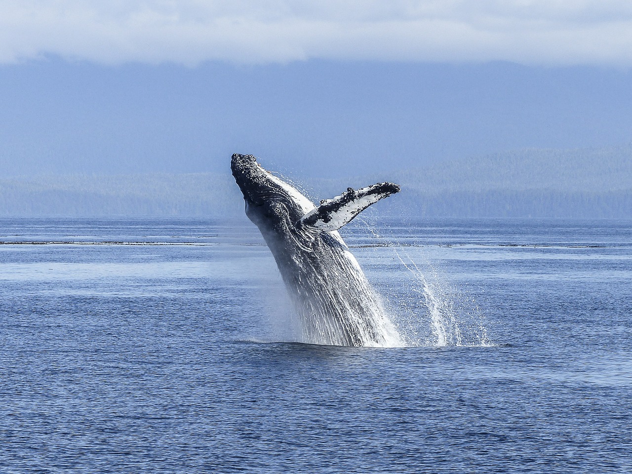 humpback-whale-436120_1280.jpg