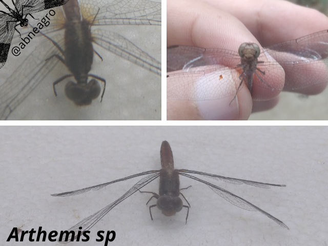 Libellulidae(5).png
