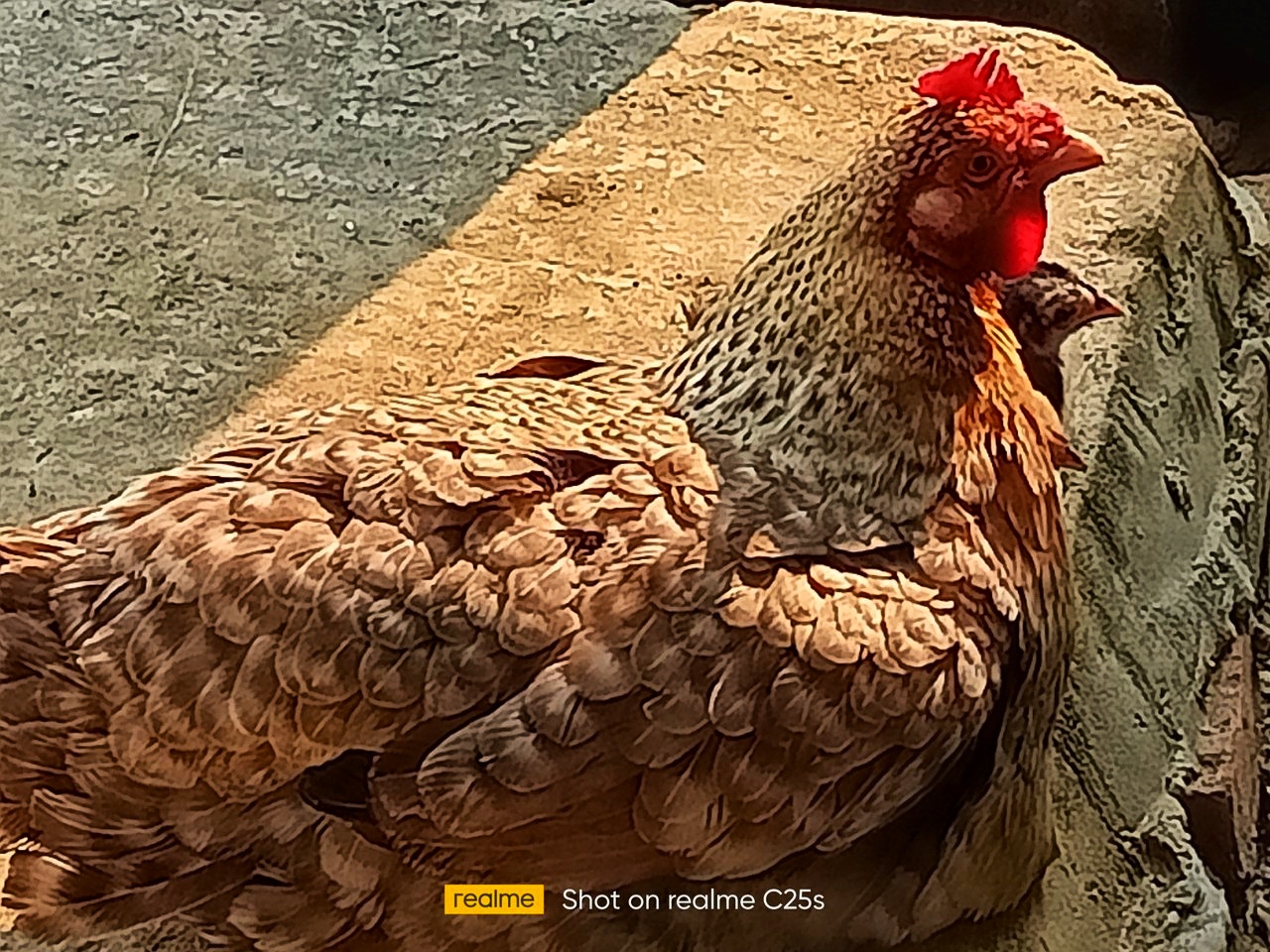 Gallus gallus