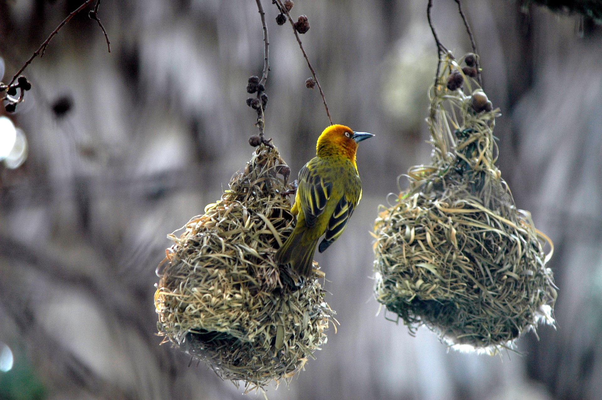 birds-nests-1700027_1920 (1).jpg