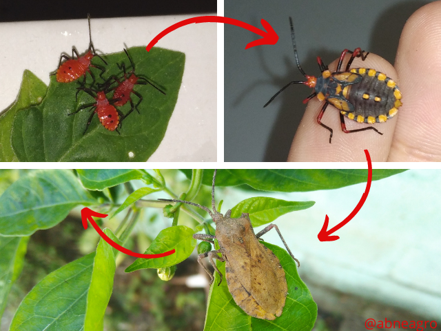 Hemiptera(6).png