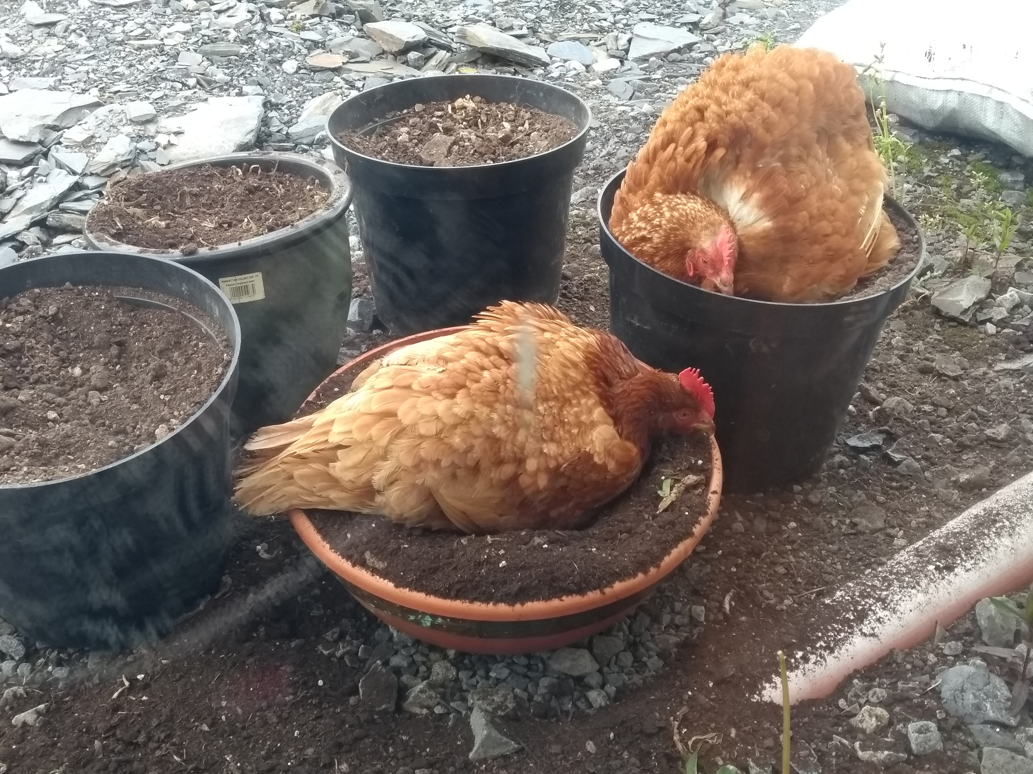 chickens in pots.jpg