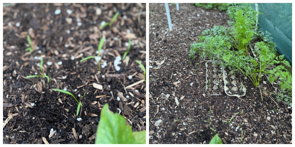 hivegarden-carrots.jpg