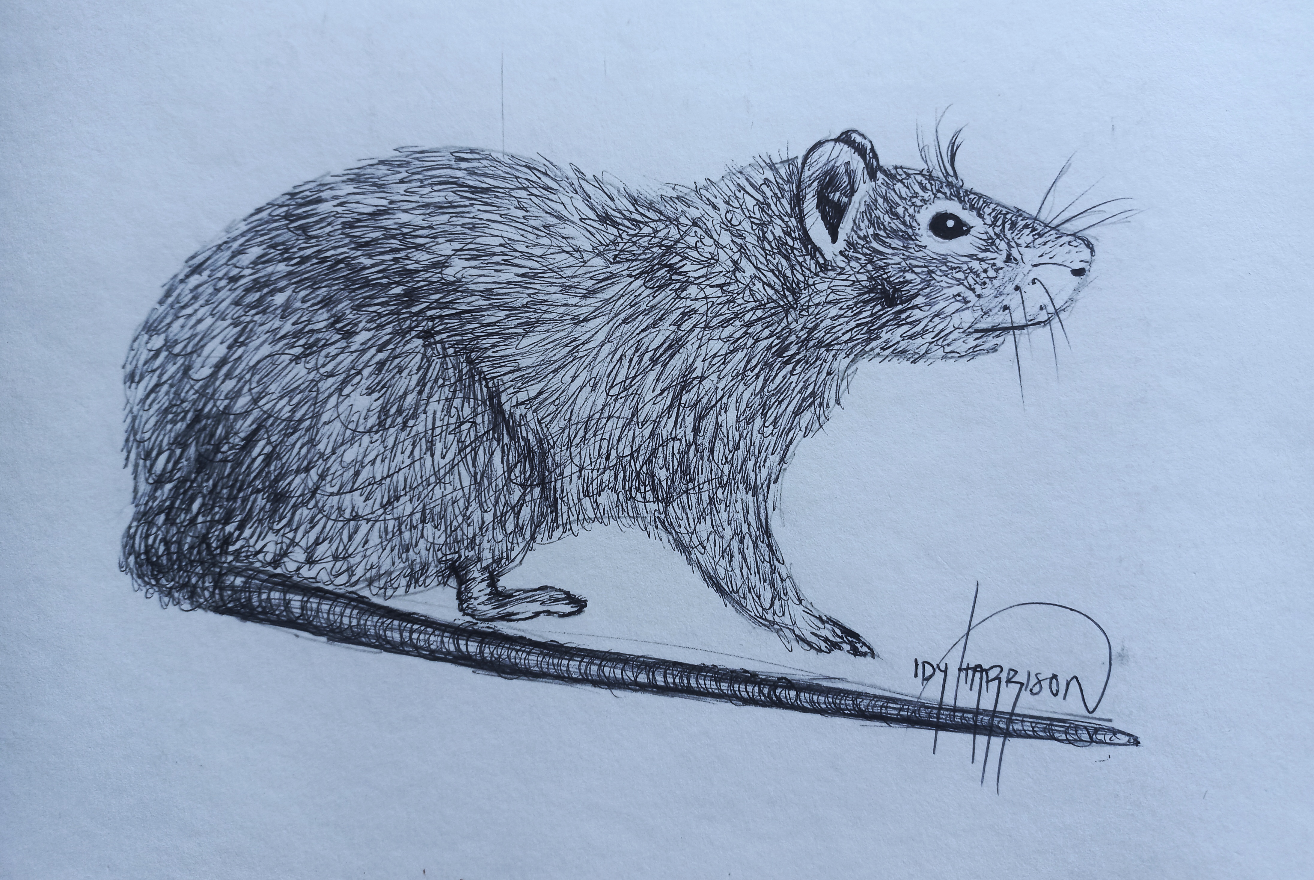 Sketch Mouse Hand Drawn Wild Rat Rodent Animal Stock Illustration -  Download Image Now - Rat, Sketch, Design - iStock