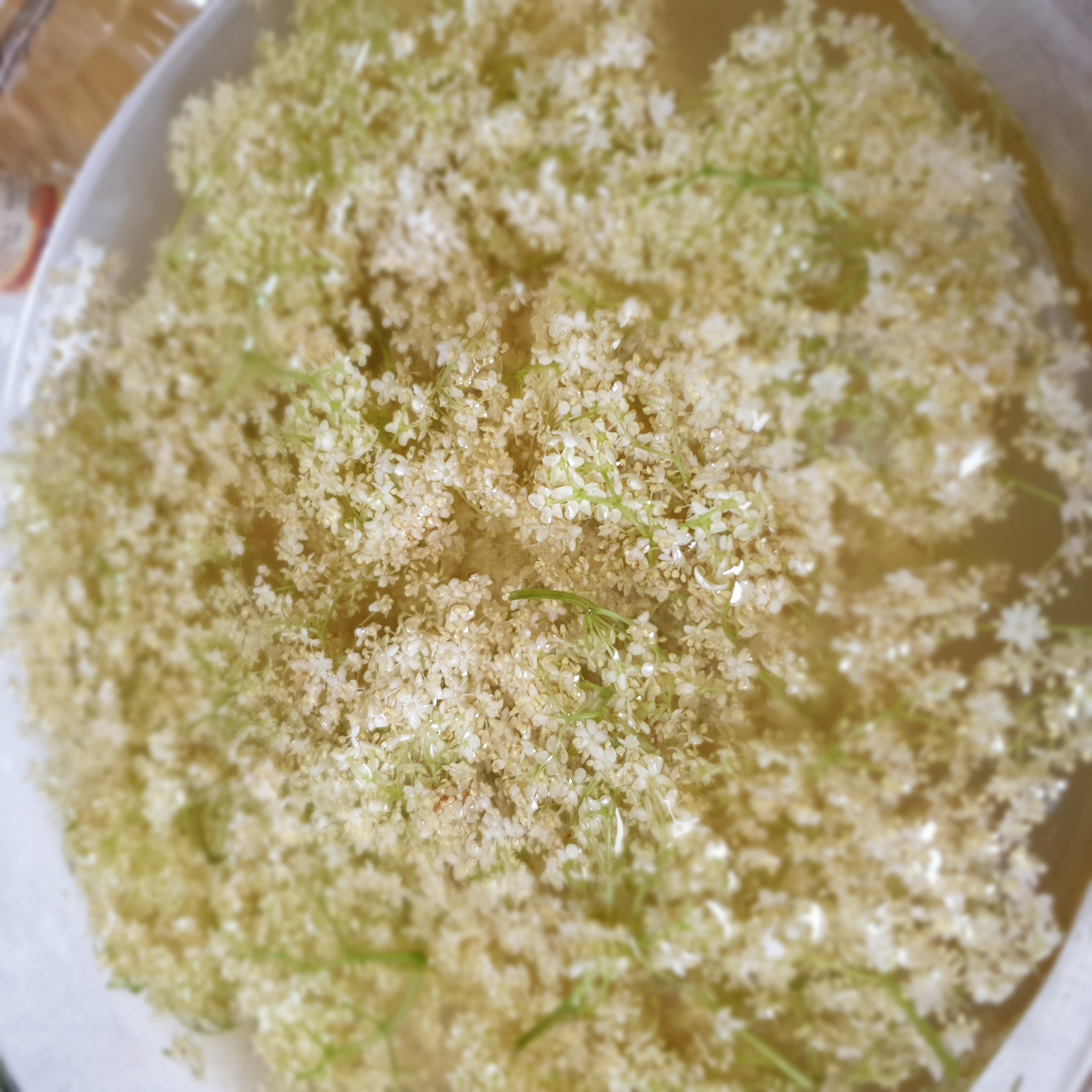 redrica elderflower 5.jpg