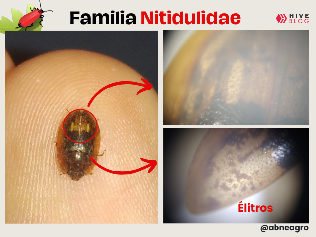 portada (2).png