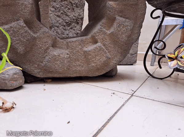 InShot_20250426_174048747.gif