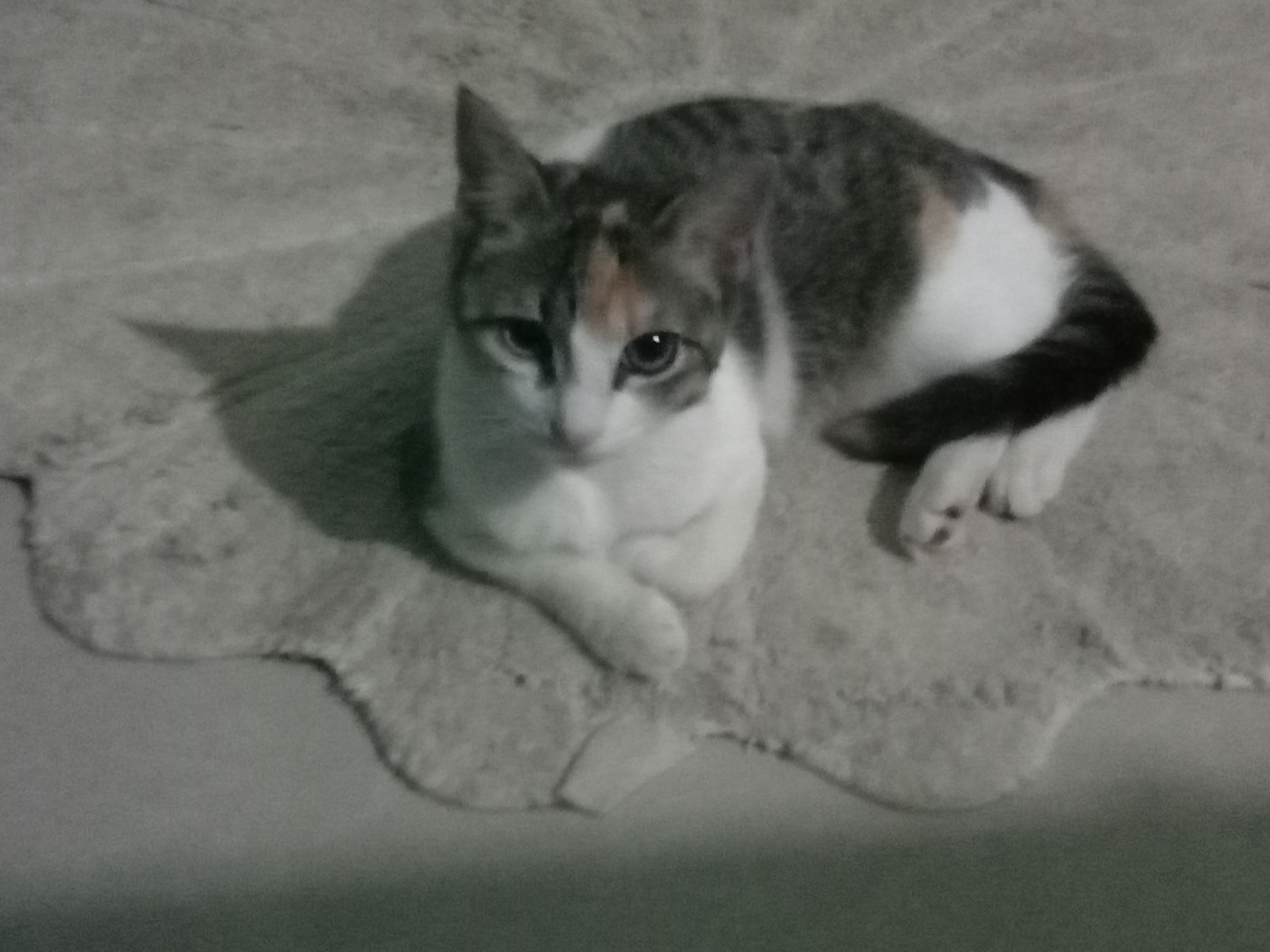 IMG20221025185524_00.jpg