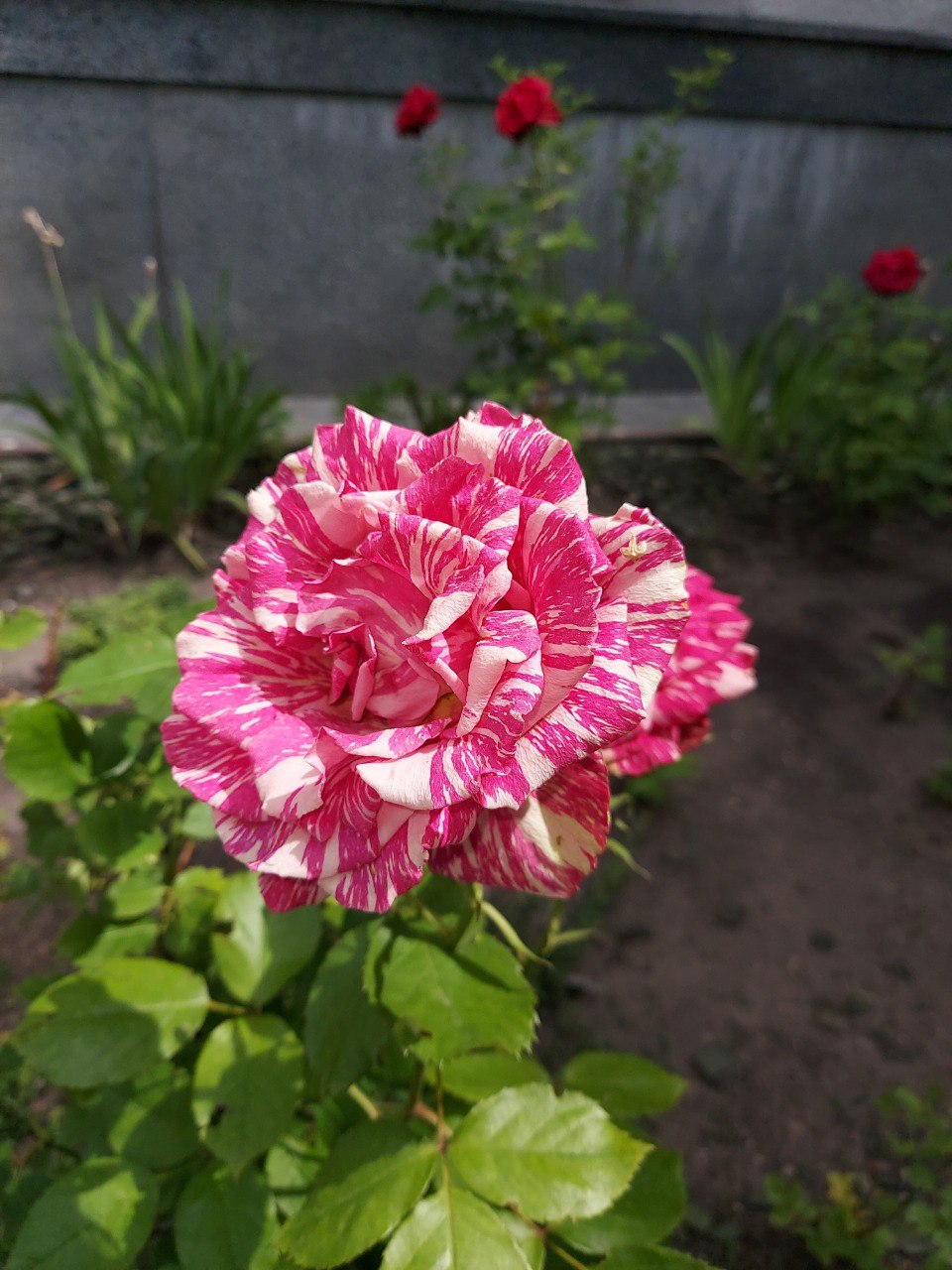 IMG_0065.jpeg
