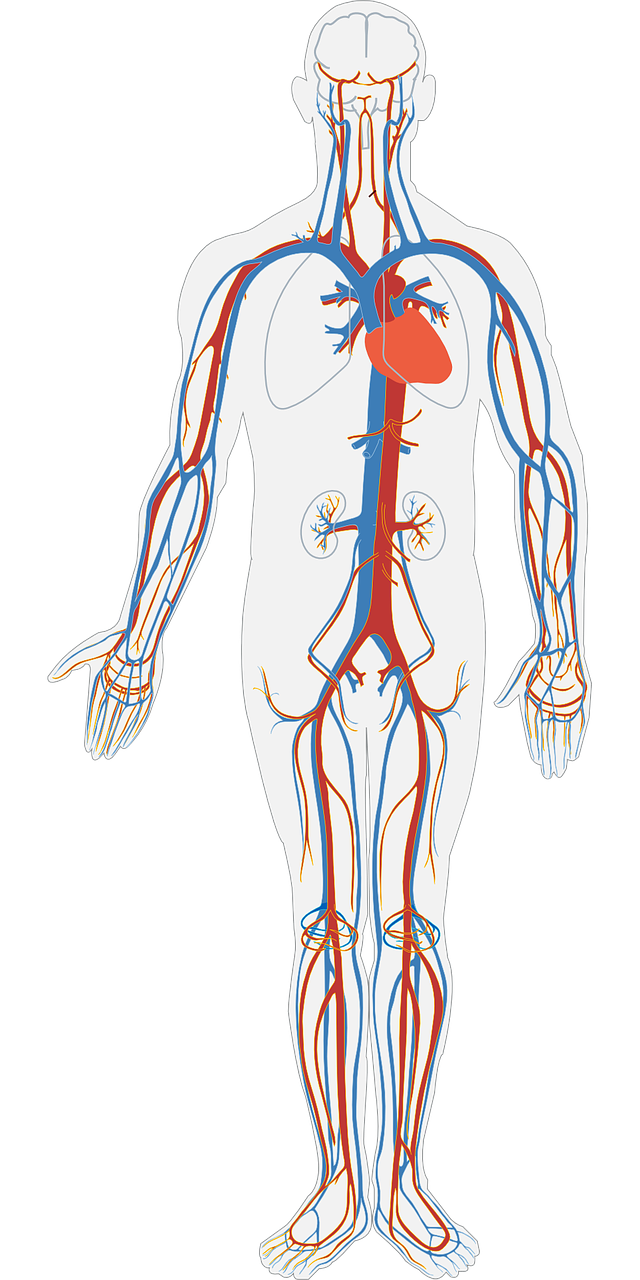 human-body-311864_1280.png