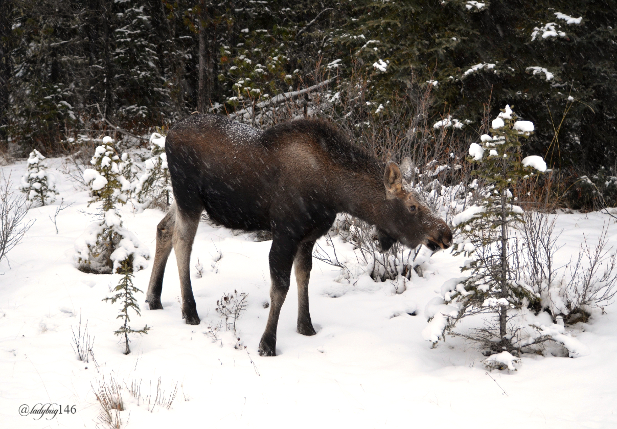 moose (9).jpg