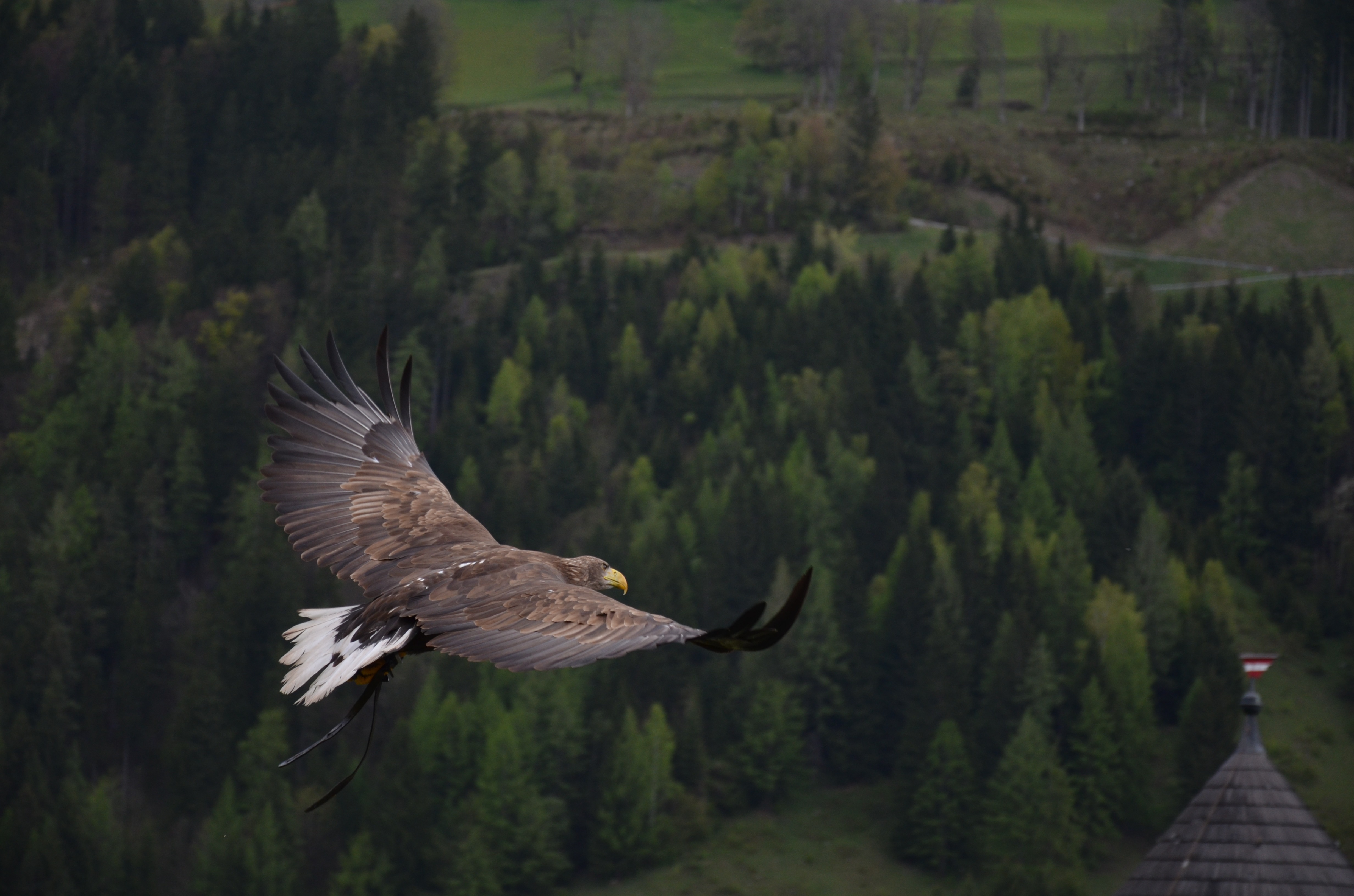 bird-wing-animal-fly-wildlife-flight-eagle-freedom-fauna-raptor-bird-of-prey-bald-eagle-vertebrate-sublime-screenshot-adler-wing-beat-1338651.jpg