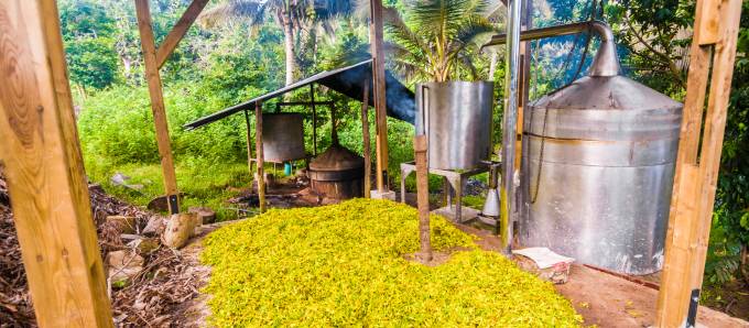 Ylang-ylang_Mayotte_c_GettyImages-Aurelien_BRUSINI.jpg