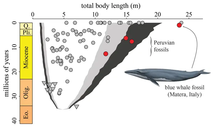 whale-fossil-body-size-graph.webp