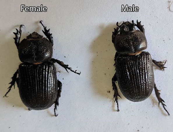 Hemiphileurus_ilatus_beetles.jpg