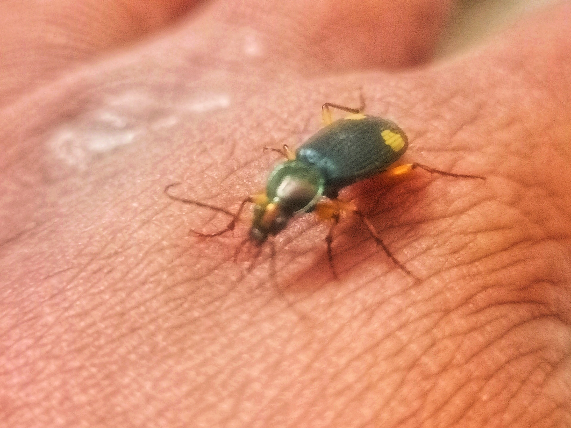 Chlaenius bioculatus.