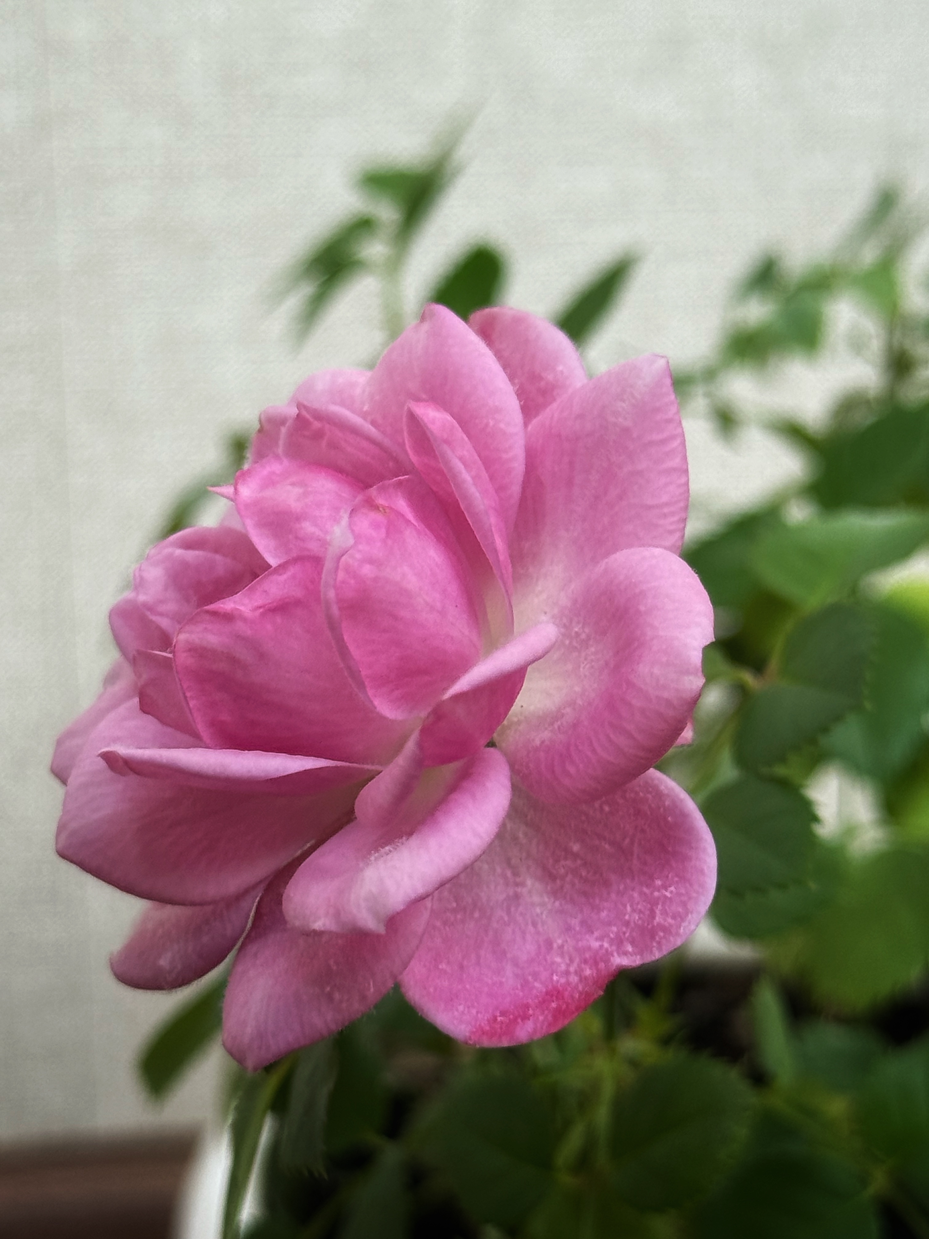 IMG_2669.jpeg