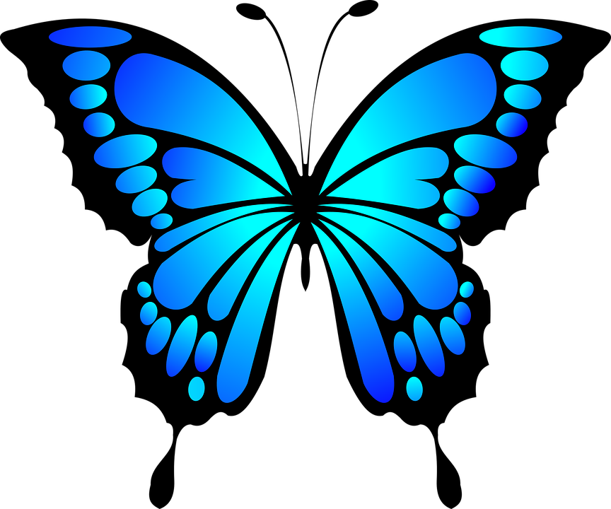 butterfly-2028591_960_720.png