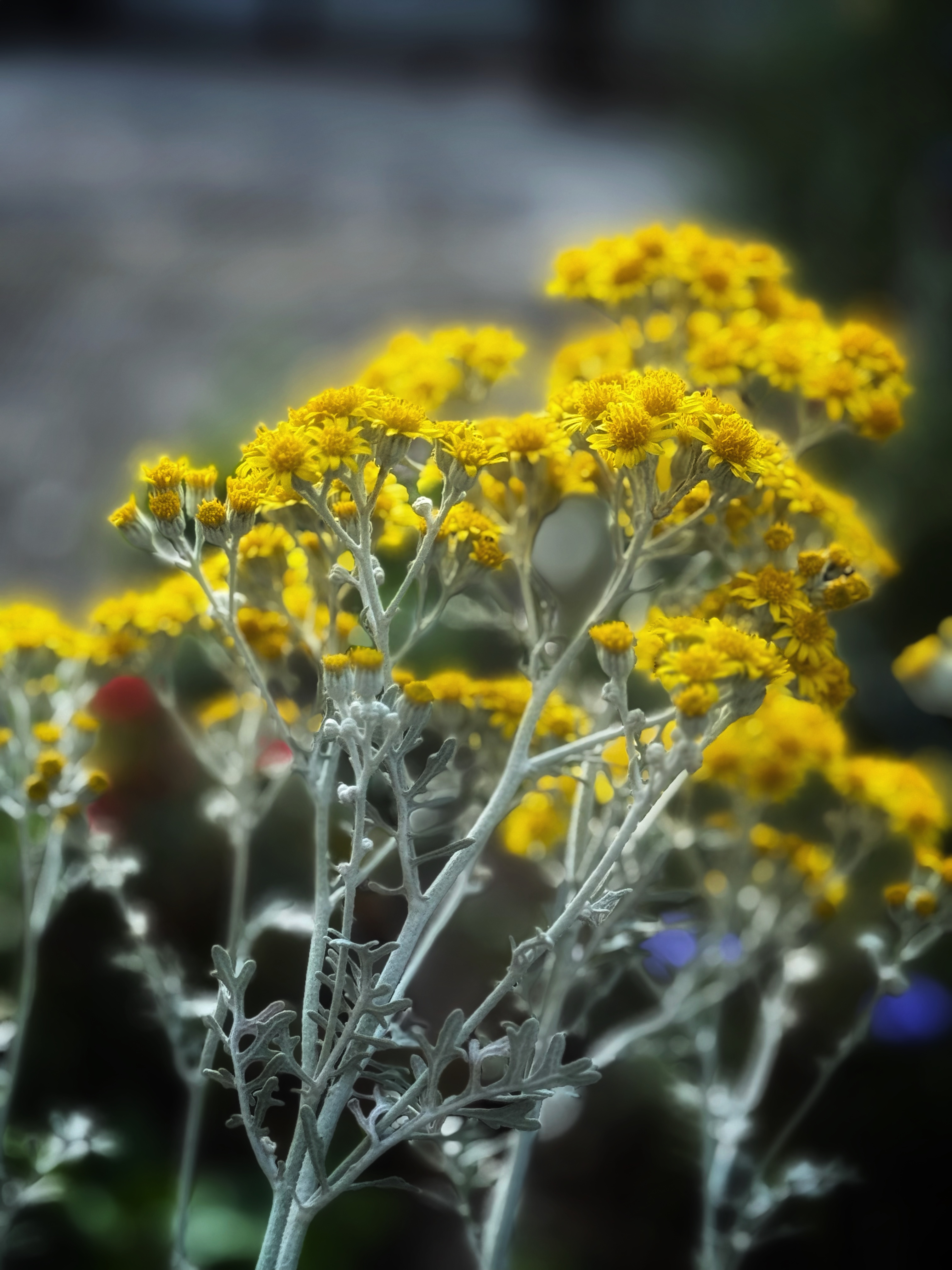 IMG_4279.jpeg