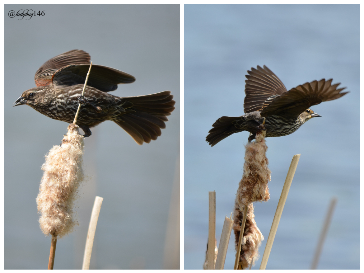 red-winged blackbird .jpg